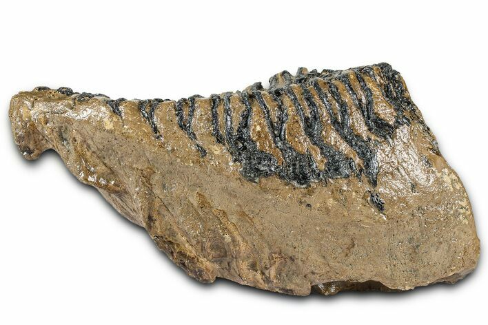 Fossil Woolly Mammoth Lower M Molar - Poland #370358